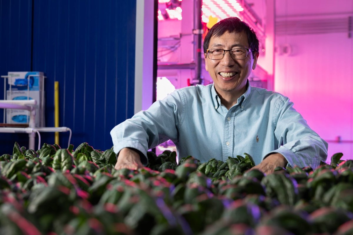bumperscollege's tweet image. Accelerating public #spinach breeding by identifying tolerance to Pythium part of $10 million NIFA grant; led by Ainong Shi &amp;amp; Ryan Dickson (#horticulture), Jim Correll (plant pathology), Newton Kalengamaliro w/ Infinite Acres: redirme.com/wbs4vk

AG | FOOD | LIFE