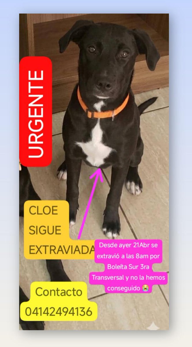 gracon27's tweet photo. #Caracas
#Boleita
#Horizonte
#ElMarques
🚨🚨🚨 SE BUSCA 🚨🚨🚨
Favor difundir x zonas cercanas.🐶❤️❤️❤️🥹
Muchas gracias🇻🇪🙏🏻🫂 https://t.co/zbouEd6DWX