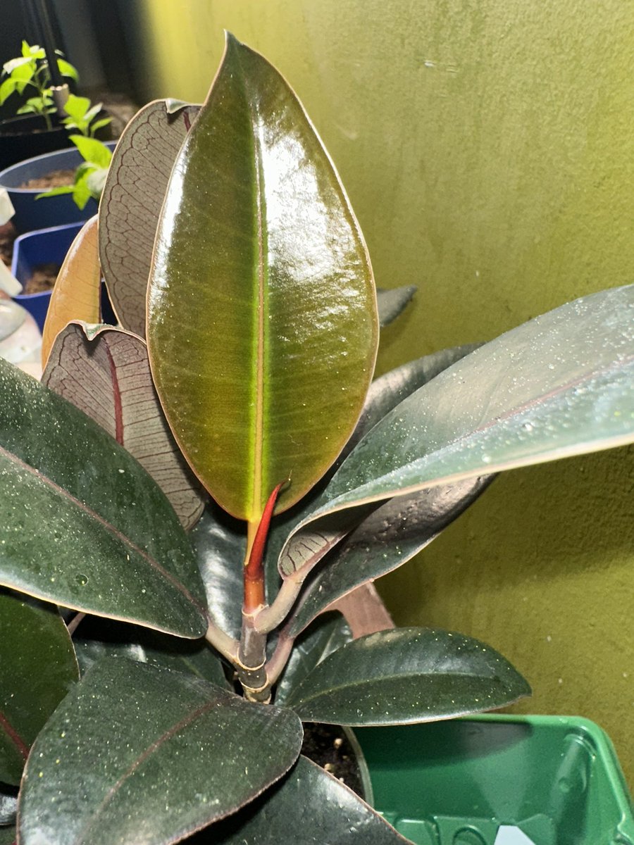 New leaf just opened up