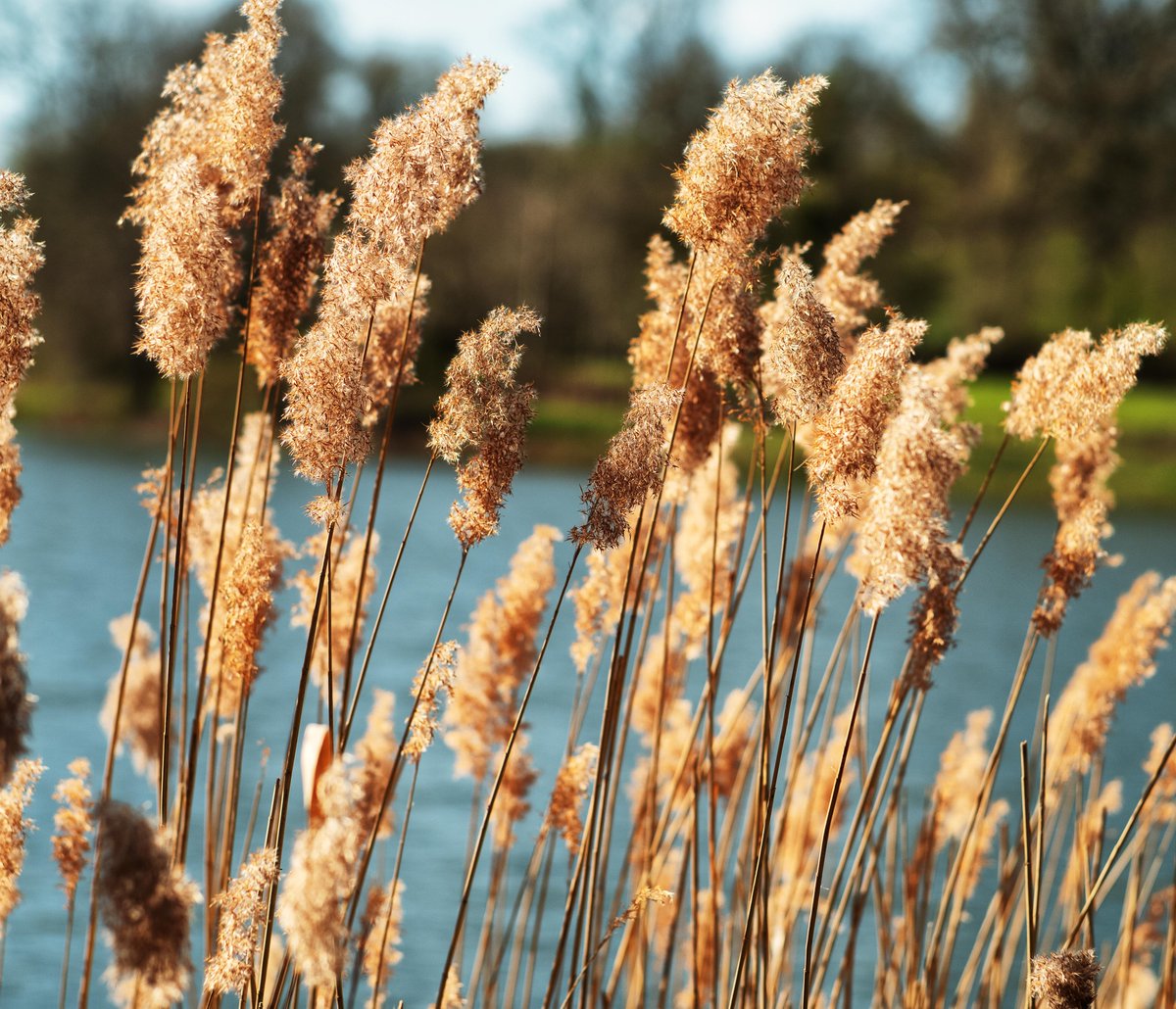 Chemfund's tweet image. bullrushes #color #nature #wellness #leica