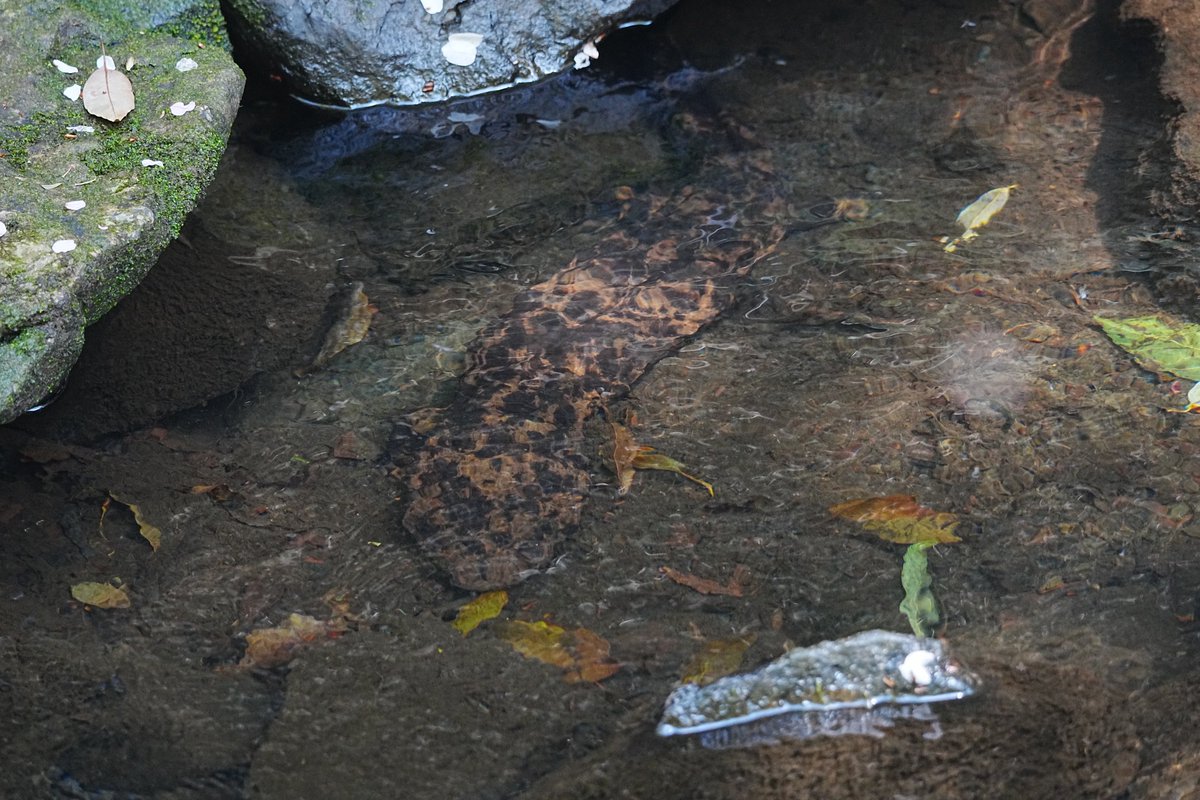 k-ji@続！鳥展公式トリバサダー tweet media