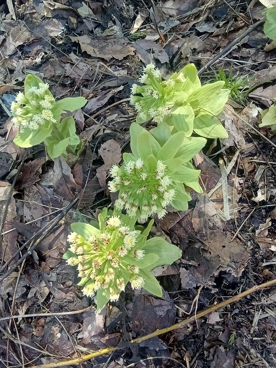 skyscraper185 tweet media