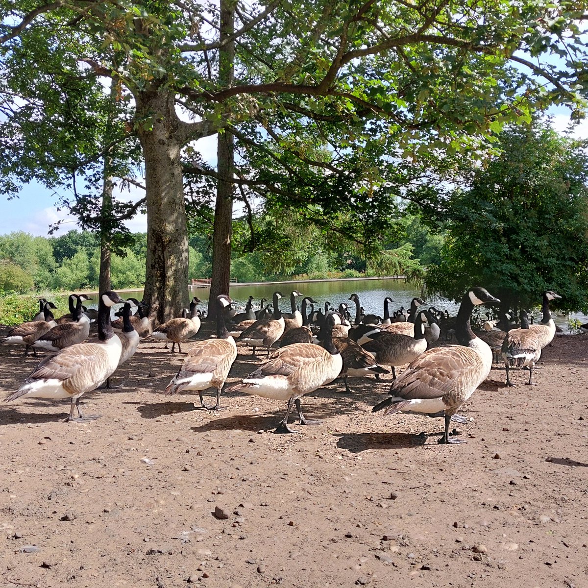 BillesleyWMP's tweet photo. Patrolling Trittiford Pond today due to recent reports of Anti social behaviour https://t.co/e9C3fmIJJU