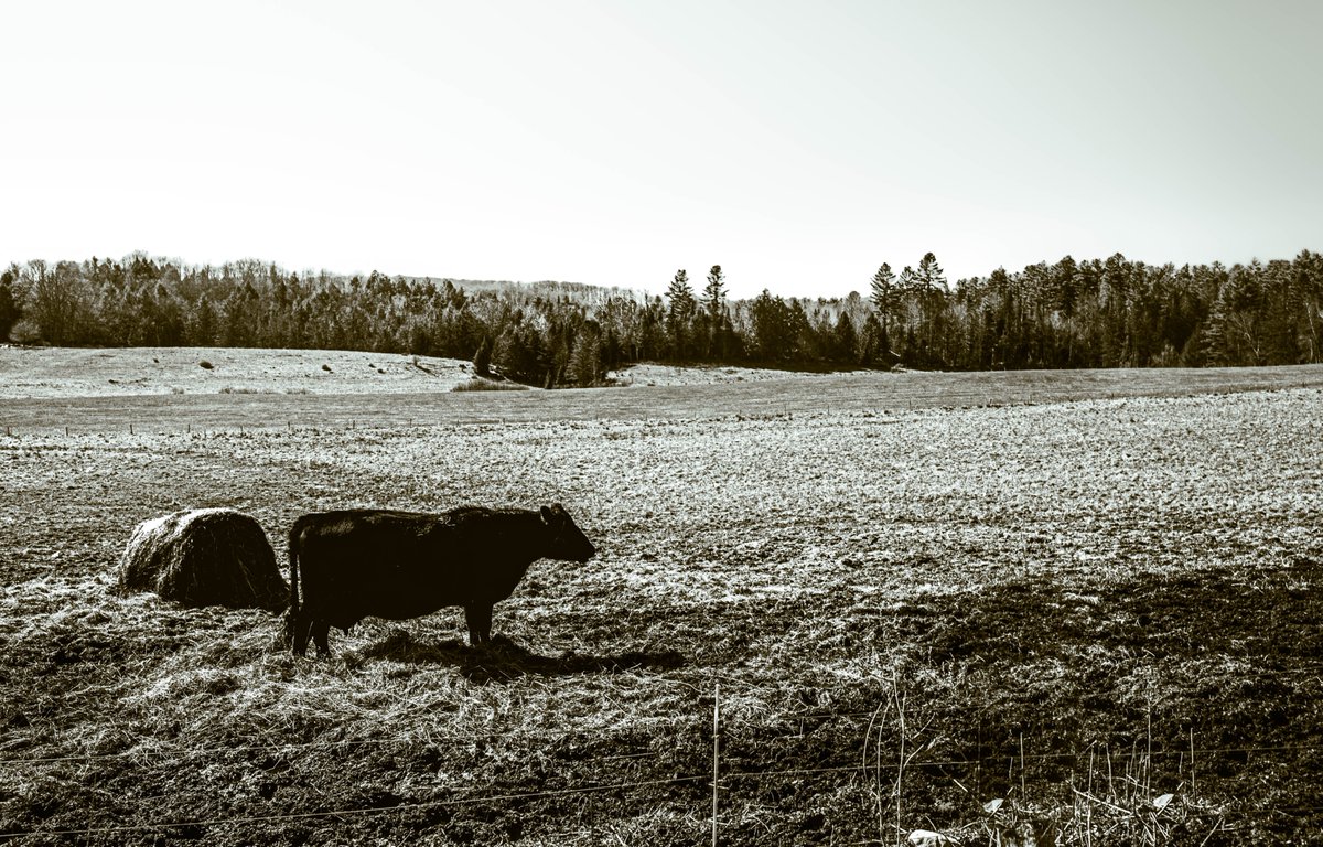 fotogosaurus's tweet image. home on the range fotogosaurus.wpcomstaging.com/2026/04/23/hom… #VT #Vermont #NewEngland #Cow #moment #AnimalPortrait #moment #think #reflect #wonder #Canon #BNW #BW #blackAndWhite #BlackAndWhitePhoto #BlackAndWhitePhotography #farm #rural #RuralLife #OutHereInTheFields #dream #lookUp #FromTheCar