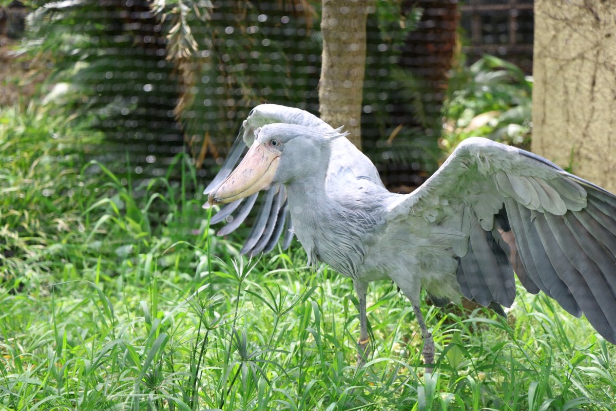 ziroo123's tweet photo. ハシビロコウかっこよかった https://t.co/XMnLAt7K5v