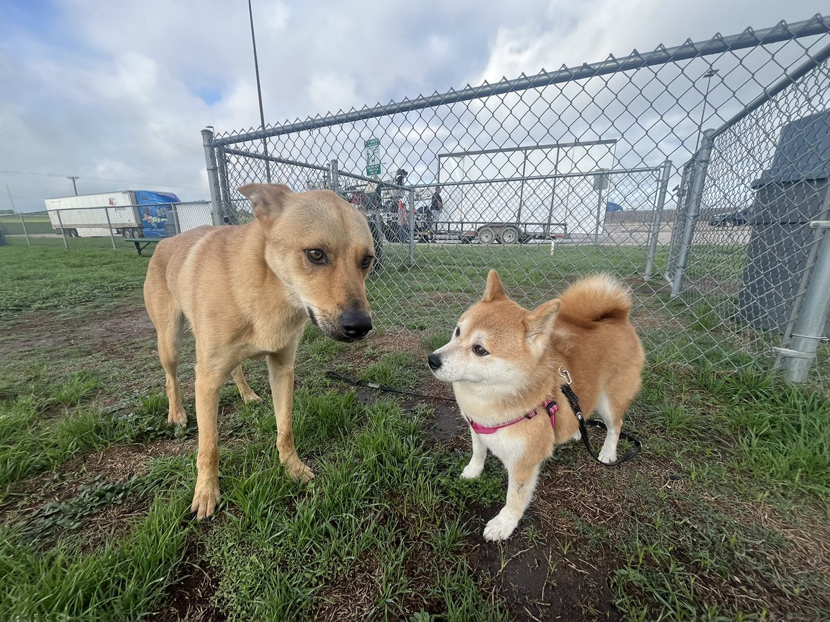 Doge Van tweet media