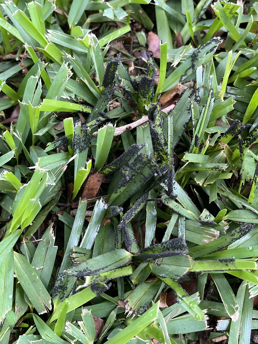 turf_fox's tweet photo. It has been awhile since I’ve seen #BlackSootyMold in #StAugustine turf. No need to treat, this is a cosmetic issue and not a parasitic disease. We’ve gotten 5+” rain in the past 4 days. 
@SyngentaTurf https://t.co/SmUehOMpIY