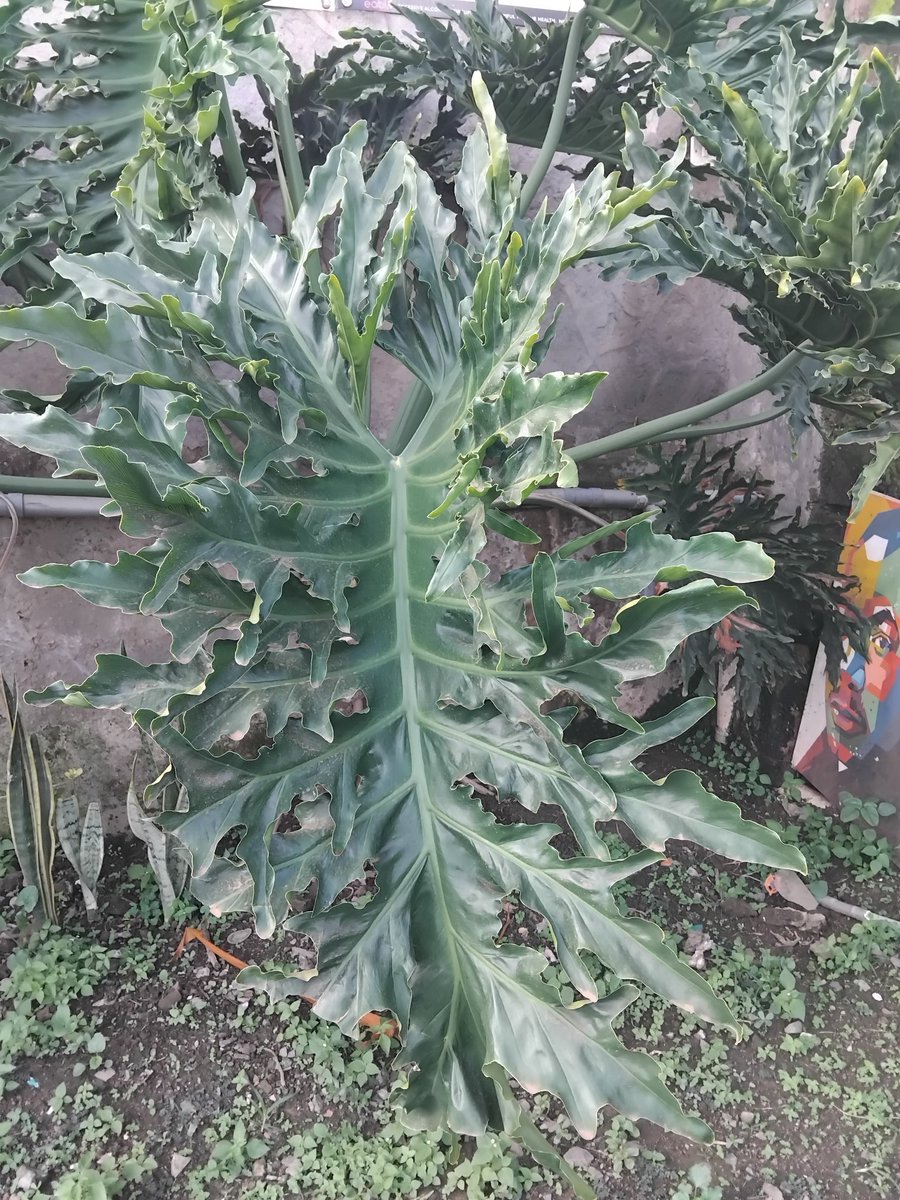 Everything Plants 🪴 tweet media