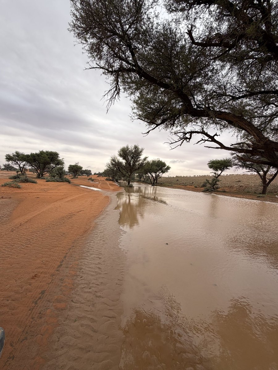 محمد البدر tweet media