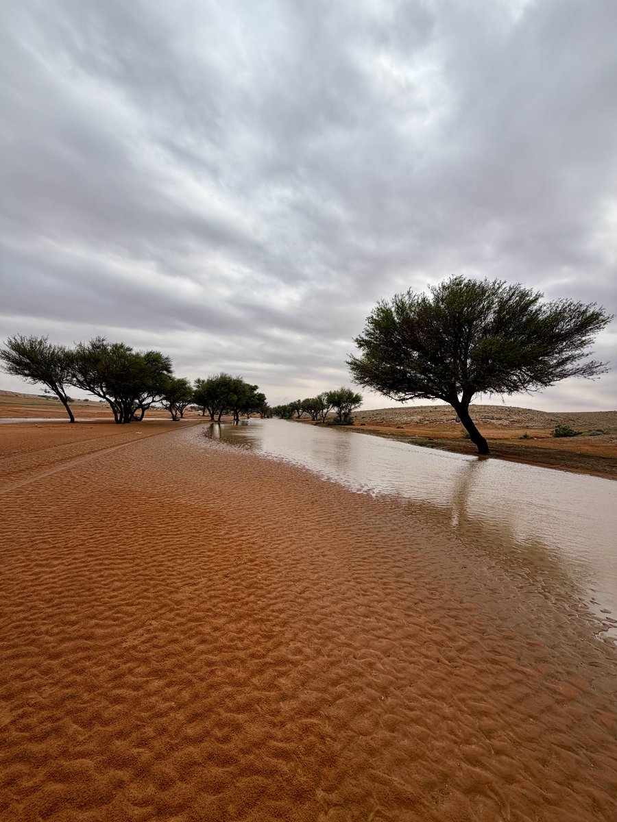 محمد البدر tweet media