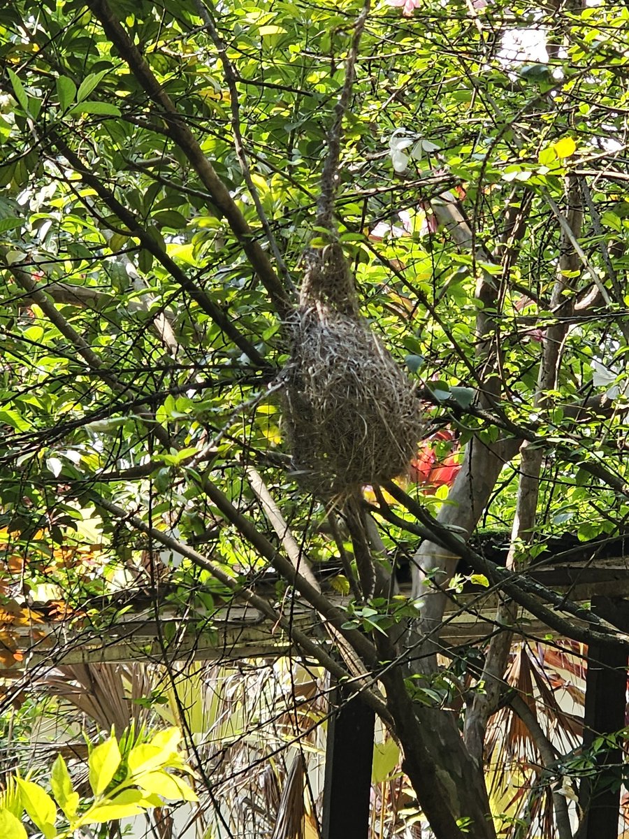 Lumumba Dream tweet media