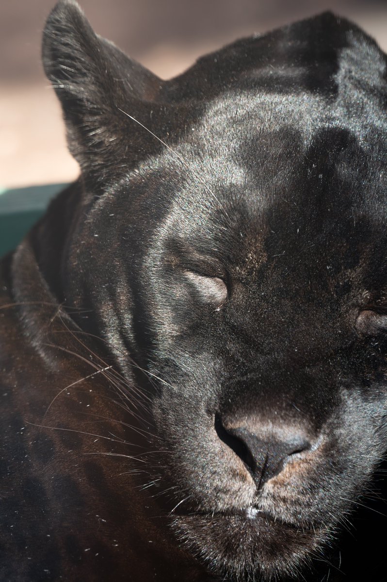 雅〜みやび〜 tweet media