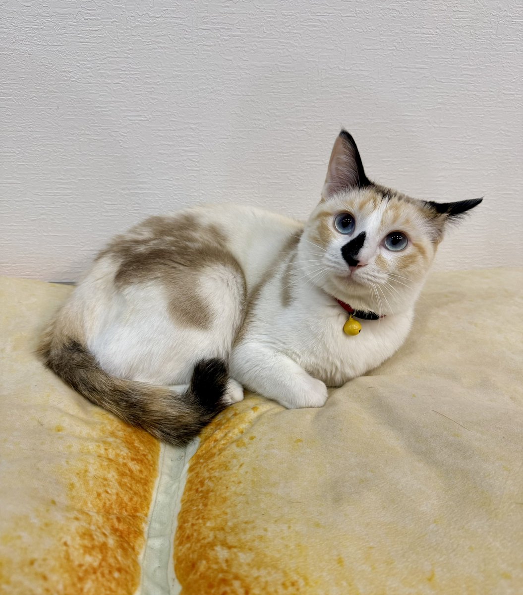 なみそ📕KEN/書籍重版！感謝📙 tweet media