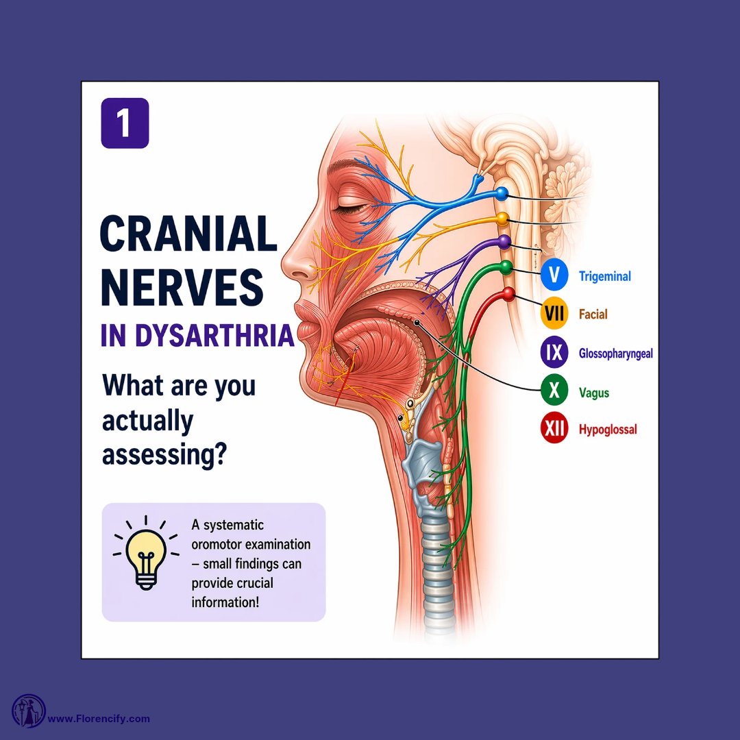 florencifyapp's tweet photo. 🧠💬 Cranial nerves in dysarthria – what are you looking for?

To see full post, follow our instapage:
https://t.co/gn0USHelXc

#dysarthria #cranialnerves #oralmotor #dysphagia #neurology #clinicalpractice #neuroSLP #medicalSLP https://t.co/oMlrGRRZ8I