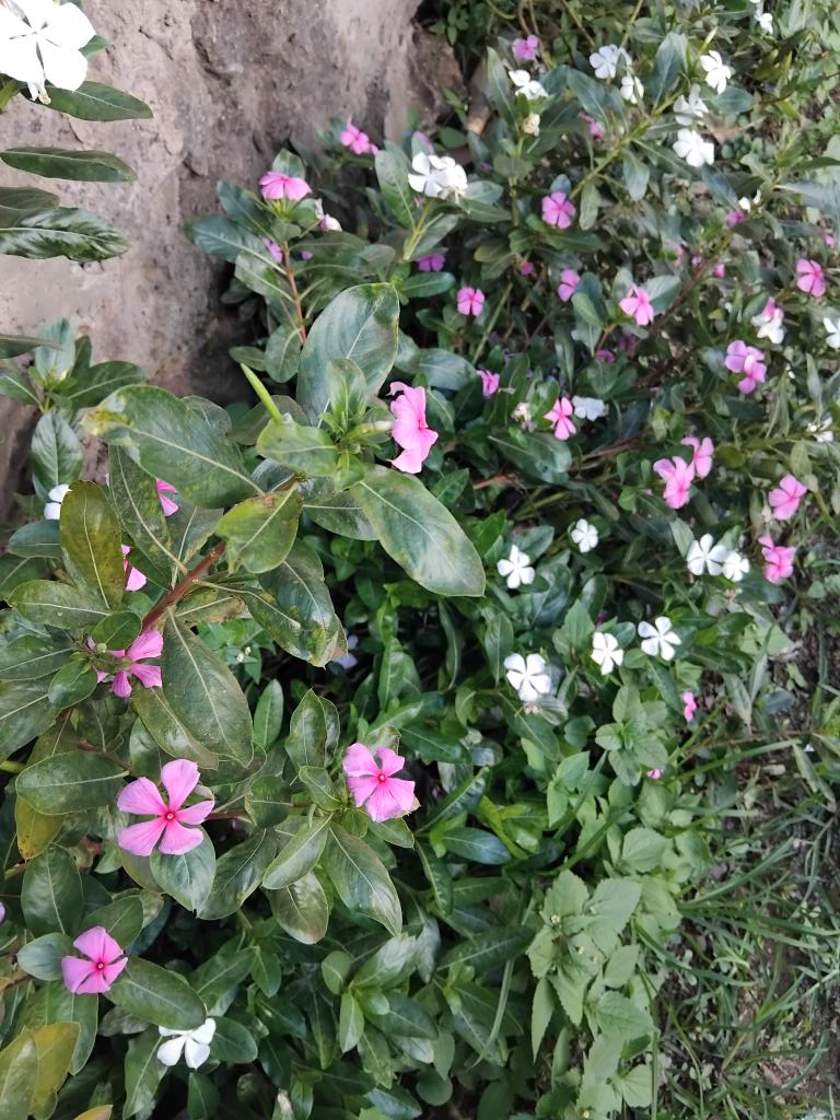 Shawrry for Plants🪴 💙 tweet media