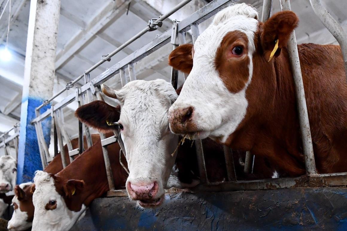 Theytellnews's tweet image. Armenia has extended its pilot livestock investment support program to ensure ongoing projects are completed  Do you think extending such investment programs is more effective than launching new ones from scratch?#Armenia #Agriculture #Livestock #Investment #Economy #FoodSecurity