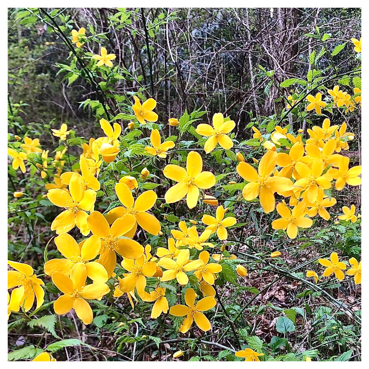 ばふぁりん tweet media