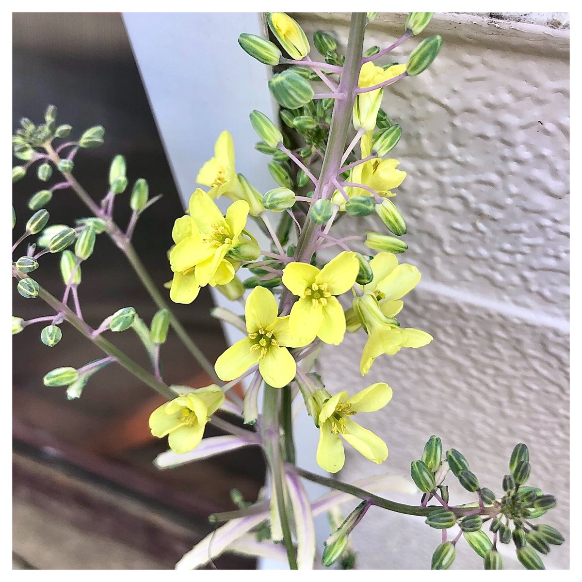 ばふぁりん tweet media