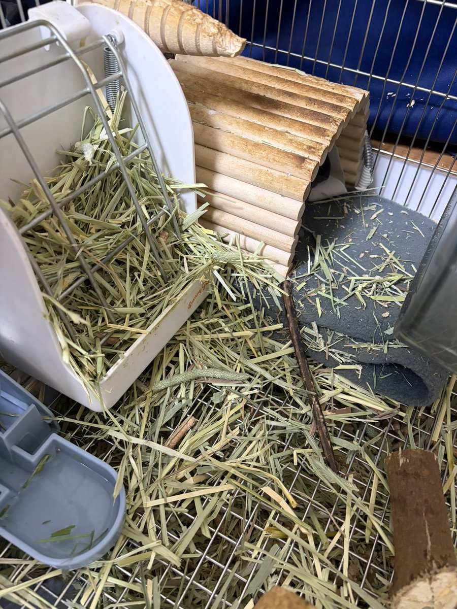 だから掘り出して散らかすなっつーのよ……w

#デグー