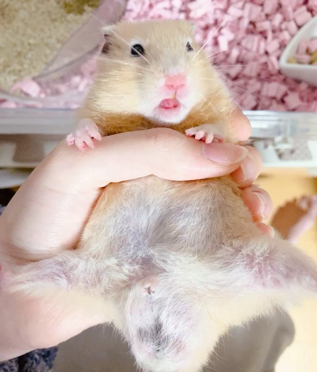 ハムサピエンス(雑多アカ) tweet media