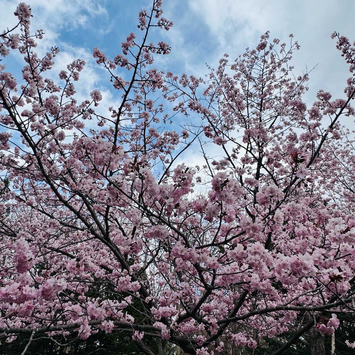 𝐦𝐚𝐫𝐢 tweet media