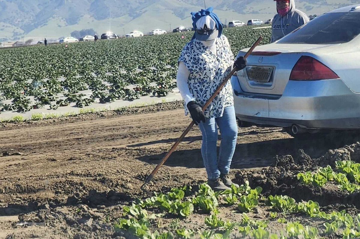 "Mari" works in Salinas CA. "I'm currently working on thinning—removing lettuce plants so they aren't too crowded. This allows them to grow larger. I work 8 hrs/day 5 days/week. I get very tired from all the walking and the constant movement of my hands." #WeFeedYou