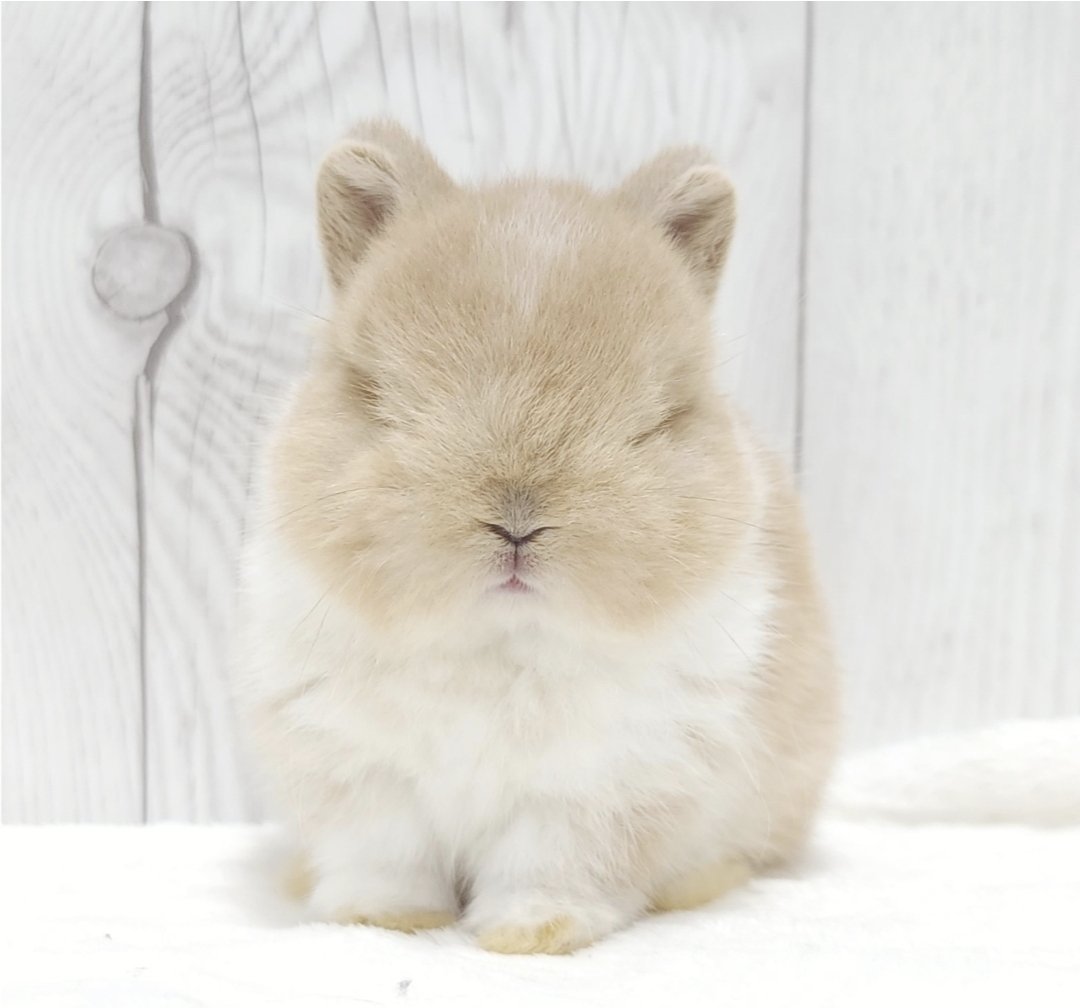 잭더퍼리 tweet media