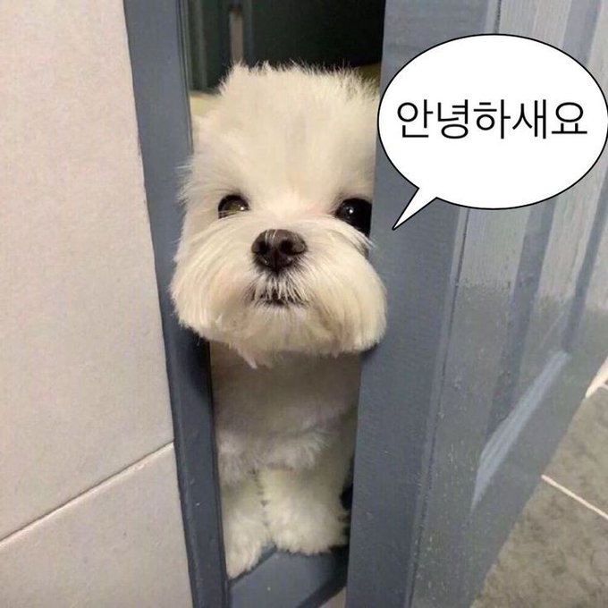 뇸뇸 tweet media