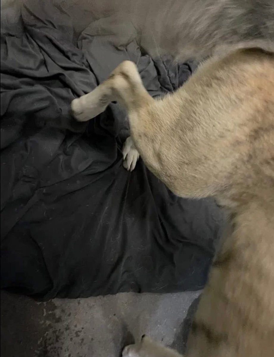 SamfromSpain's tweet image. NEED MED #RESCUE 4 KIRMET #A387725
Broken rear leg
Prurulent discharge
Proptosed eye
All treatable but Corpus Christi AC have decided 2 just Kill List him for 4/30‼️
Pretty disgusting!
Poor 😇 can be cured &amp;amp; have a happy life
IF someone stands up 2 #RESCUE him!
PLEDGE w/out delay