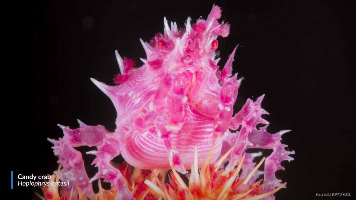 oceana's tweet image. #DIDYOUKNOW: Crabs range greatly in color, shape, and size?

From unique features like the boxer crab's anenome-holding claws to the stripes that give zebra crabs their name, these crustaceans may be some of the craziest-looking crabs in the ocean! 🦀