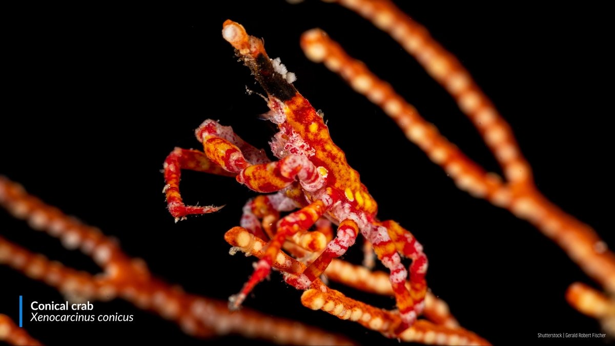 oceana's tweet image. #DIDYOUKNOW: Crabs range greatly in color, shape, and size?

From unique features like the boxer crab's anenome-holding claws to the stripes that give zebra crabs their name, these crustaceans may be some of the craziest-looking crabs in the ocean! 🦀