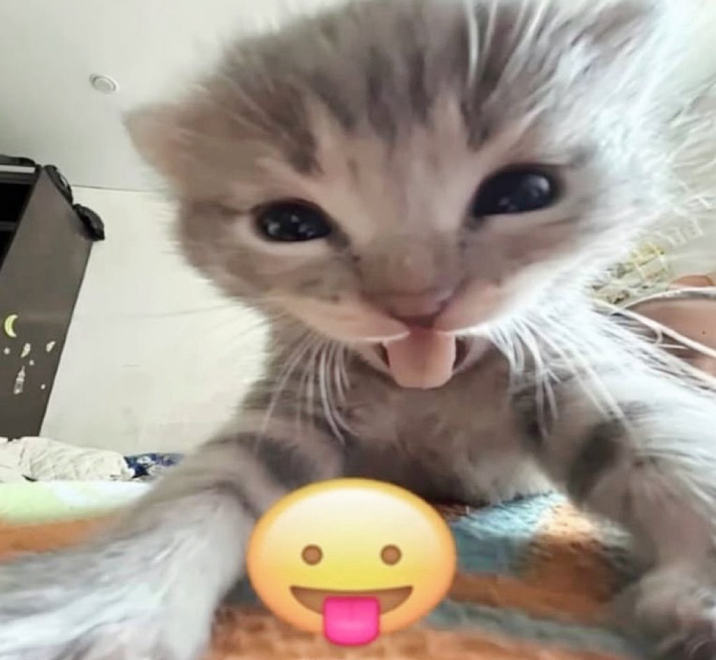 miwo 𐔌՞. .՞𐦯 ⊹ ࣪ ˖ tweet media