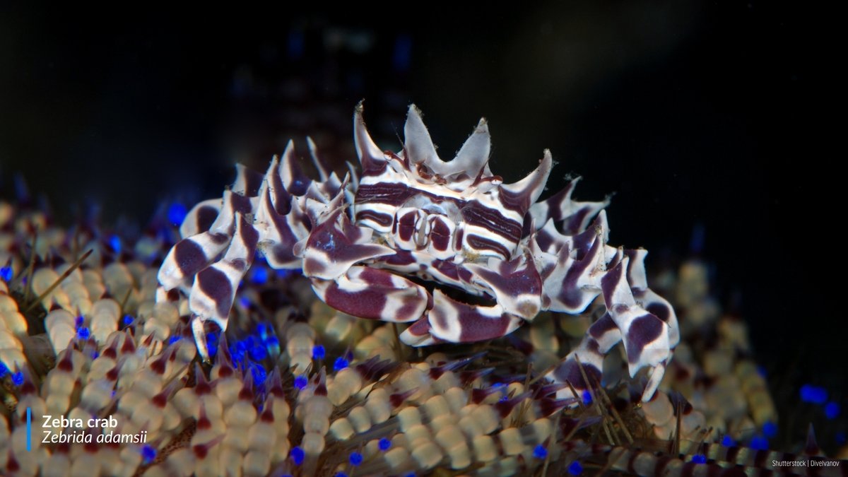 oceana's tweet image. #DIDYOUKNOW: Crabs range greatly in color, shape, and size?

From unique features like the boxer crab's anenome-holding claws to the stripes that give zebra crabs their name, these crustaceans may be some of the craziest-looking crabs in the ocean! 🦀