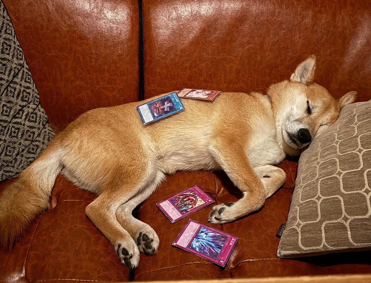 副島和樹 tweet media