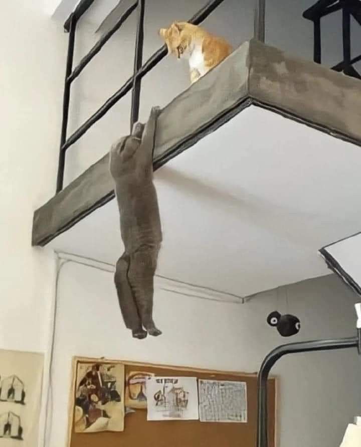 Cats all the way tweet media