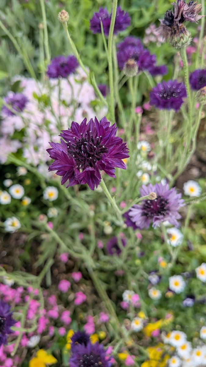 nonoka57's tweet image. 行く道の花🌼🌷🌸
ジムで体を動かしてくたびれすぎました🥹帰ってゆったりしていました🧉おはぎ食べちゃった

春だからズンバ頑張りソファの人

#kigo #俳句