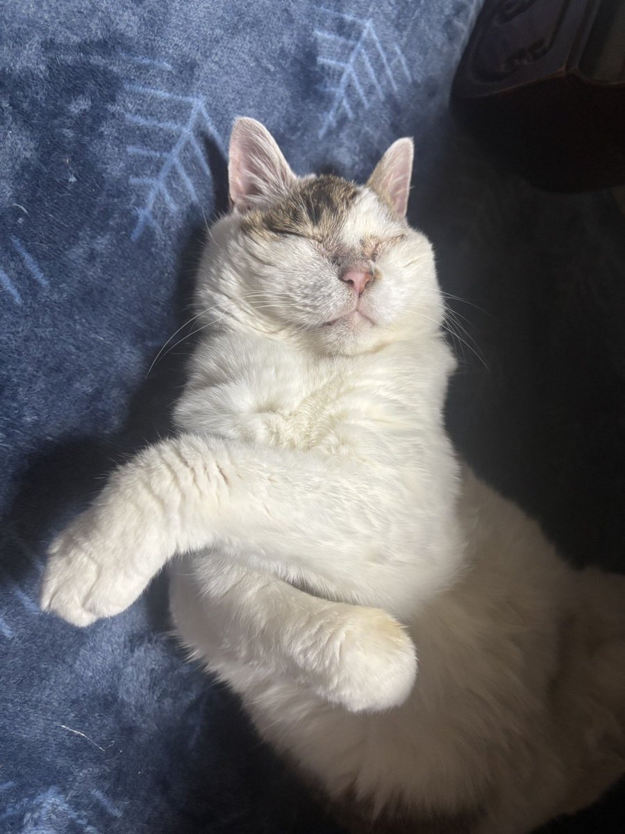 こんなにスヤスヤしているが明日は病院に連れて行かれるｷﾅﾁｬﾝ