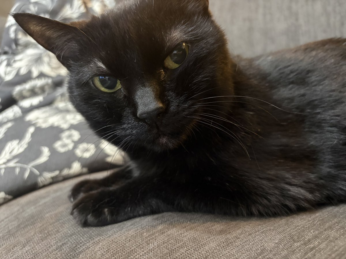 🦋✨Aira✨🦋Lost In the Flames✨ tweet media