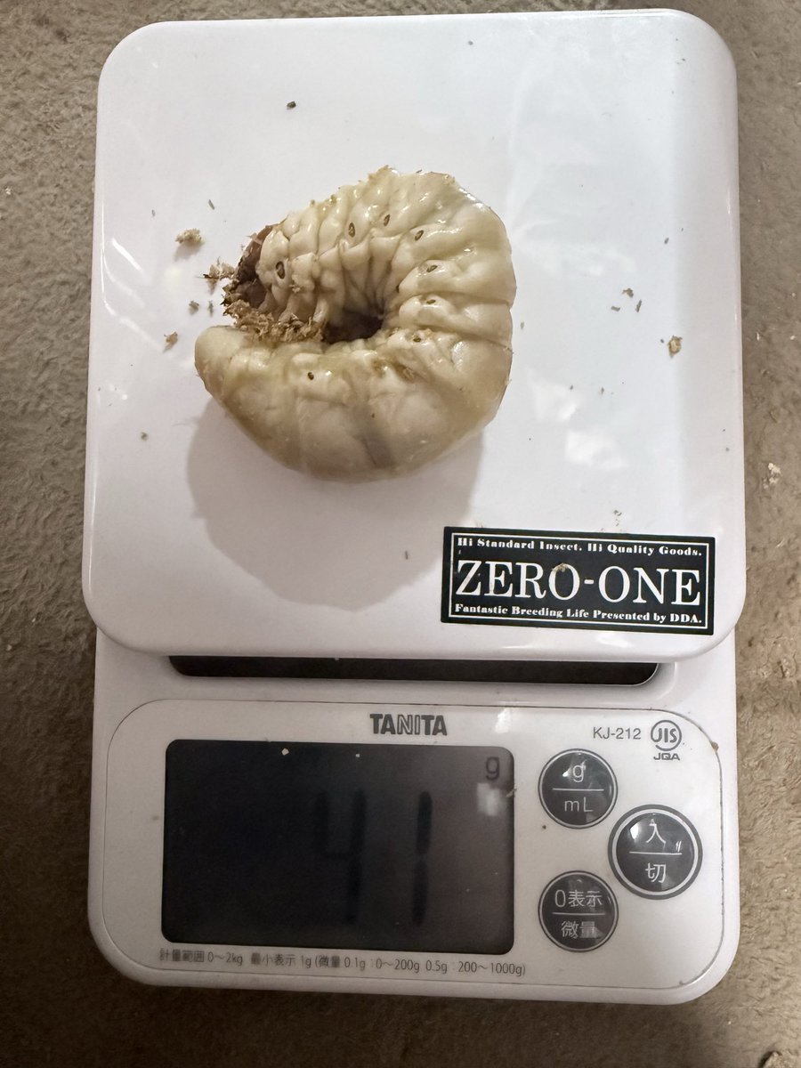 yuloverena's tweet photo. タランドゥス幼虫41g 
80mm以上はいくと思う！？まだ伸びしろありそう　大型個体に期待したい　
菌糸ビン交換完了！ https://t.co/KW2VkXBiFw