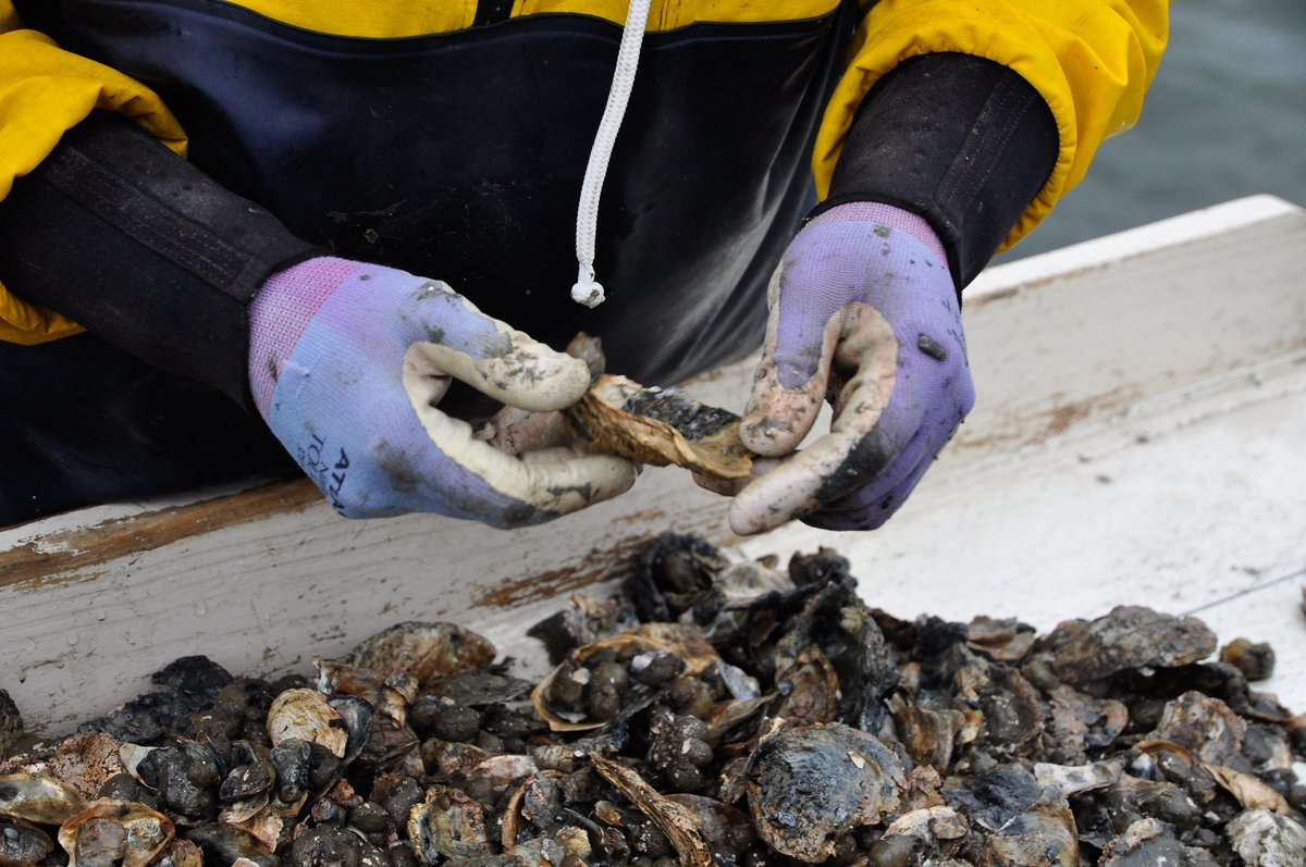 MarylandDNR's tweet photo. Last month, Maryland announced a historic year for oyster reproduction in the state. The concentration of new oysters (or oyster spat) was the second highest ever recorded in the 41-year modern history of the state’s fall oyster survey.

The outstanding spatset results—which were nearly six times higher than the long-term average—were matched by very high distribution of oysters throughout the Chesapeake Bay and low rates of mortality. The overall weight of oysters in Maryland waters is estimated to be more than five times higher than it was in 2002.

These results are great news for oysters, as well as great news for the Bay and all of Maryland. Oysters are a keystone species that build large reefs that are essential habitat for fish, crustaceans, and other marine life. A single mature oyster filters gallons of water daily, helping clean and clarify the water by consuming algae. With the latest estimates calculating more than 7.6 billion adult oysters in Maryland’s part of the Bay, that’s a lot of water getting filtered!