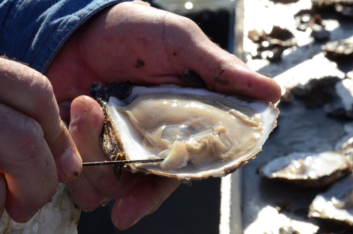 Last month, Maryland announced a historic year for oyster reproduction in the state. The concentration of new oysters (or oyster spat) was the second highest ever recorded in the 41-year modern history of the state’s fall oyster survey.

The outstanding spatset results—which were