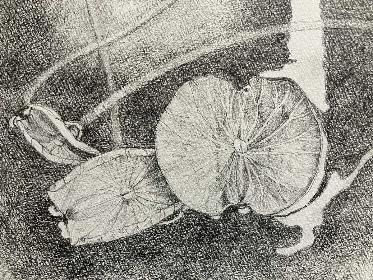 takashaya's tweet image. 『浮き葉（大賀蓮）』（部分）
紙に鉛筆
#art #drowing #lotus #大賀蓮 #美術