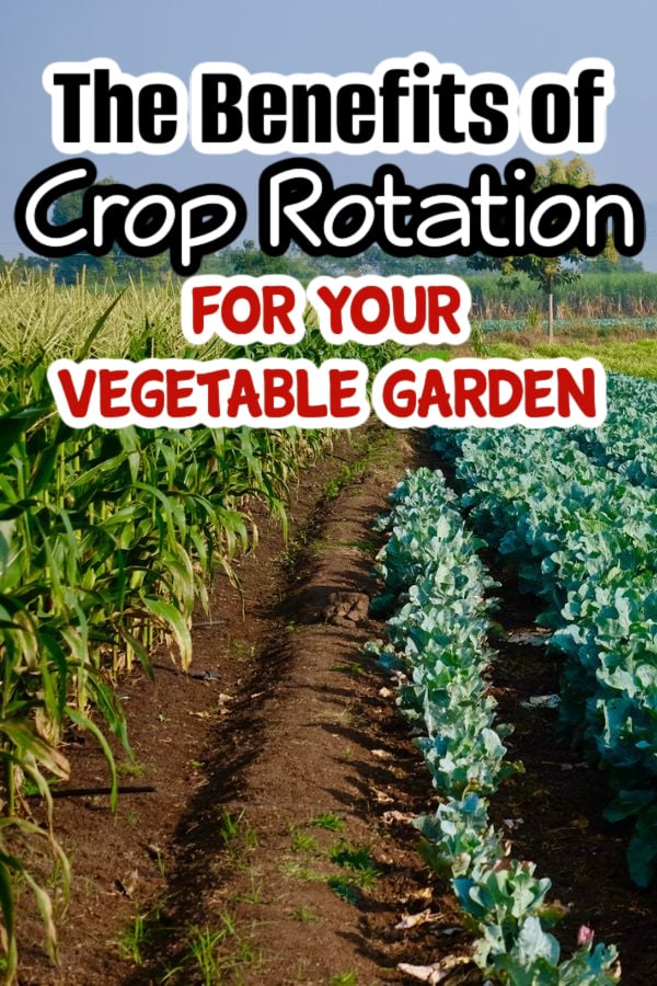 Dian_Farmer_'s tweet image. The Benefits of Crop Rotation For Your Vegetable Garden

dianfarmer.com/vegetable-gard…
#containergardening #gardentips #vegetables #urbangarden