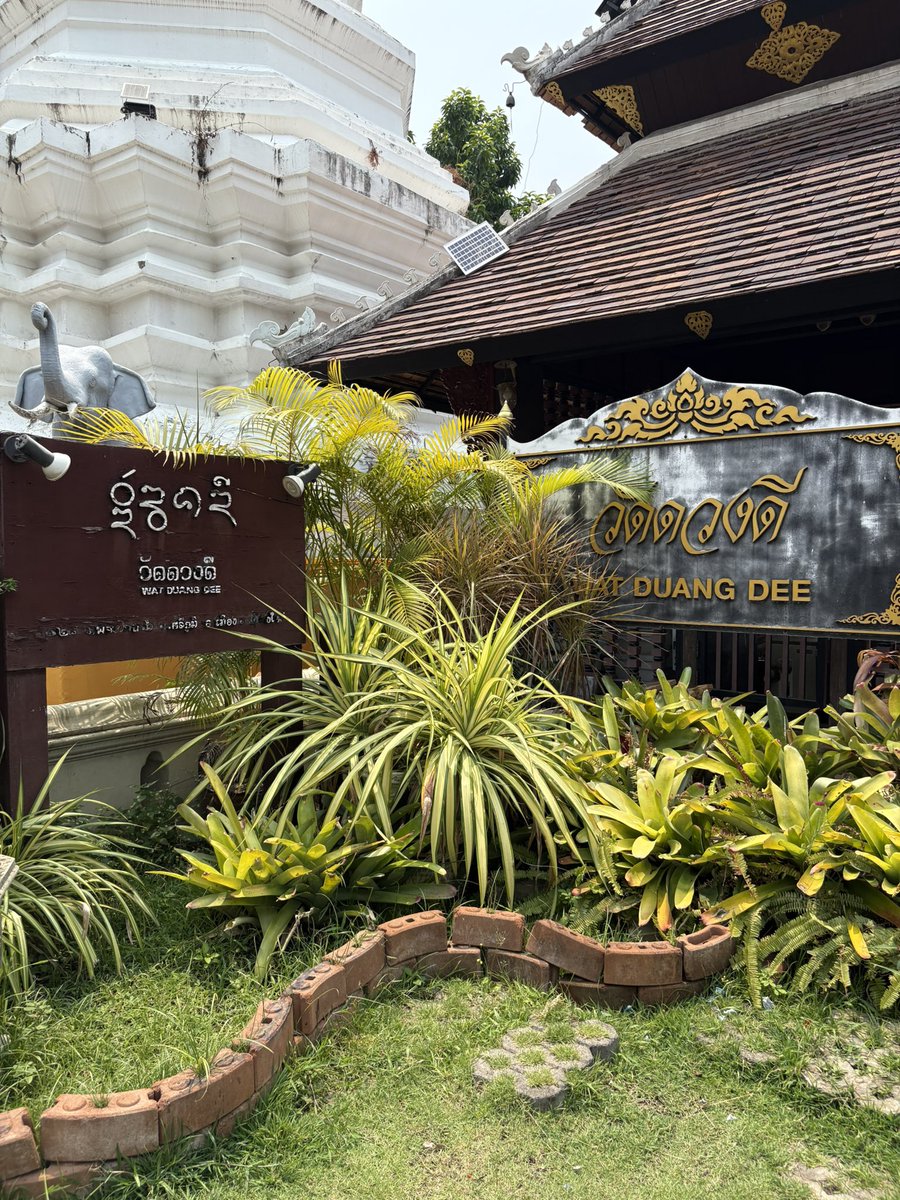 D for Daffodils 🌼 tweet media