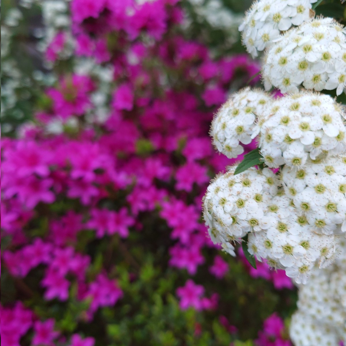 庭の花、小手毬とツツジ
Garden flowers: Japanese snowball bush and azaleas

#garden #flowers #japanesesnowball #azalea