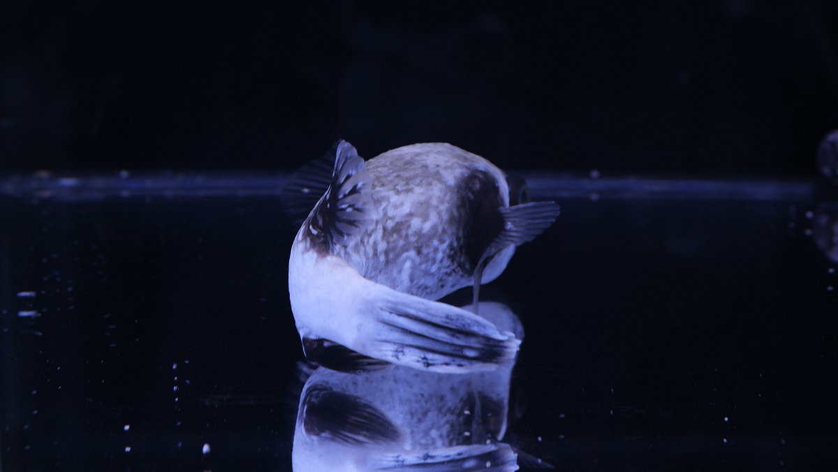 New Arrival

[レア]エジプト/マスクドパファー　MLサイズ
reef-trigger.shop/?pid=191586681