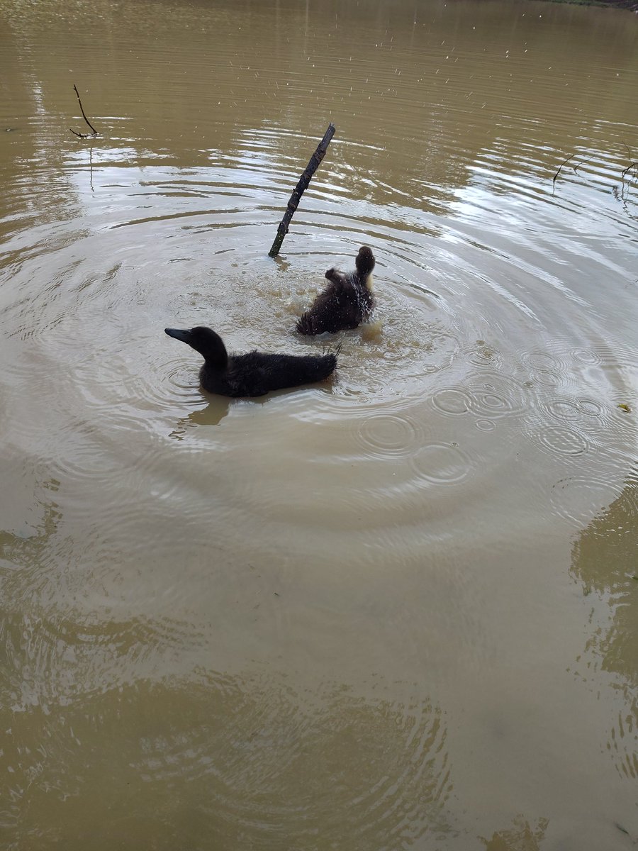 Alyssa Harris tweet media