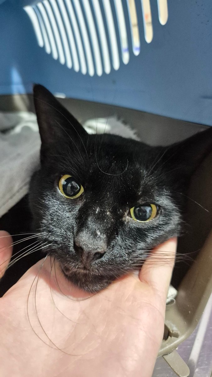 Quien me dio aviso lo va a cuidar (si el lo tolera, depende que tan feral es) quien pueda dar una manito con los costos se agradece! 🫂 Después voy a detallarlos porque fueron varios estos días❤️‍🩹