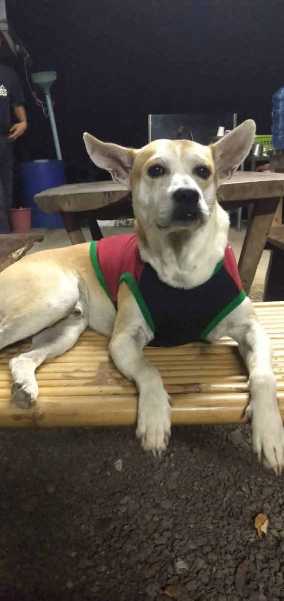 รักหมาจัง🐾 tweet media