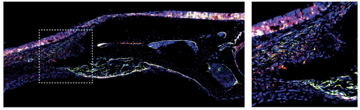 James Laboratory tweet media